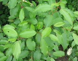 Attēlu rezultāti vaicājumam “Padus avium leaf”