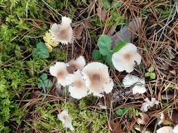 Attēlu rezultāti vaicājumam “Mycena zephirus”