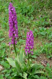 Attēlu rezultāti vaicājumam “Orchis mascula flower”