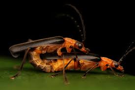 Attēlu rezultāti vaicājumam “Cantharis rustica imago”