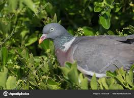 Attēlu rezultāti vaicājumam “Columba palumbus adult”