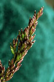 Attēlu rezultāti vaicājumam “Poa pratensis flower”