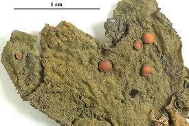 Attēlu rezultāti vaicājumam “Collema flaccidum”