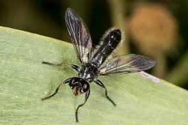 Attēlu rezultāti vaicājumam “Conopidae”