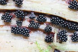 Attēlu rezultāti vaicājumam “Metatrichia vesparia”