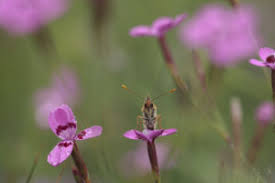 Attēlu rezultāti vaicājumam “Mellicta athalia underside”