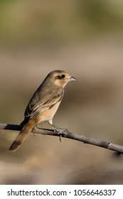 Image result for Lanius isabellinus