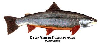Image result for Salvelinus malma