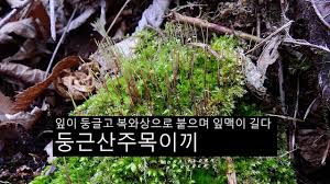 Attēlu rezultāti vaicājumam “Plagiothecium cavifolium”