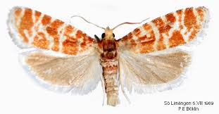 Attēlu rezultāti vaicājumam “Rhyacionia pinicolana”