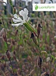 Attēlu rezultāti vaicājumam “Silene tatarica leaf”