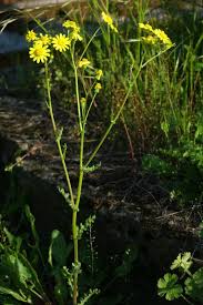 Attēlu rezultāti vaicājumam “Senecio vernalis bud”
