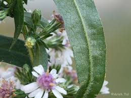 Attēlu rezultāti vaicājumam “Symphyotrichum x salignum flower”