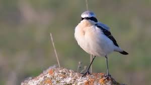 Attēlu rezultāti vaicājumam “Oenanthe oenanthe male”