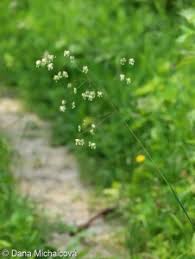 Attēlu rezultāti vaicājumam “Briza media fruit”