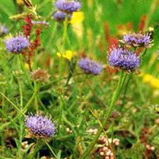 Attēlu rezultāti vaicājumam “Jasione montana”