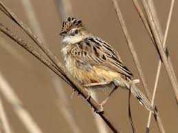 Image result for Cisticola juncidis
