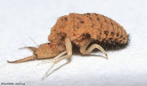 Attēlu rezultāti vaicājumam “Myrmeleontidae imago”