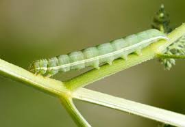 Attēlu rezultāti vaicājumam “Agrochola litura”