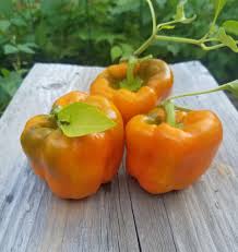 Afbeeldingsresultaat voor orange sun sweet pepper