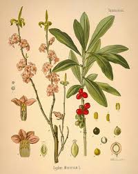 Attēlu rezultāti vaicājumam “Daphne mezereum fruit”