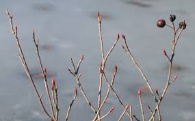 Attēlu rezultāti vaicājumam “Aronia melanocarpa bud”