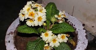 Attēlu rezultāti vaicājumam “Primula veris fruit”