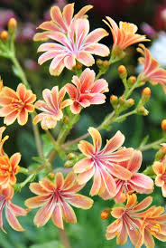 Image result for Bitterwurz