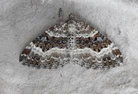 Attēlu rezultāti vaicājumam “Epirrhoe alternata”