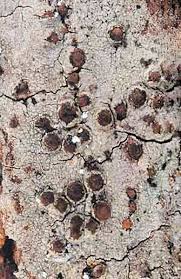 Attēlu rezultāti vaicājumam “Thelopsis rubella”