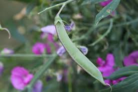 Attēlu rezultāti vaicājumam “Lathyrus latifolius fruit”