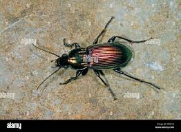 Attēlu rezultāti vaicājumam “Poecilus lepidus”