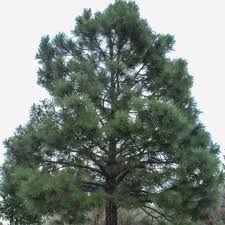 Attēlu rezultāti vaicājumam “Pinus ponderosa”