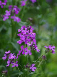 Attēlu rezultāti vaicājumam “Hesperis matronalis”