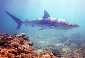 Image result for Carcharhinus plumbeus