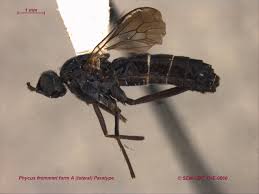 Attēlu rezultāti vaicājumam “Therevidae”