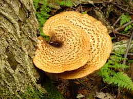 Attēlu rezultāti vaicājumam “Polyporus squamosus”