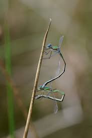 Attēlu rezultāti vaicājumam “Lestes virens”