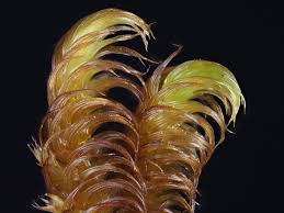 Attēlu rezultāti vaicājumam “Palustriella falcata”