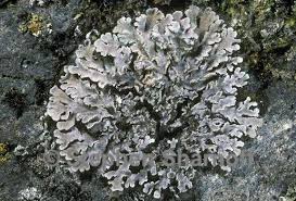 Attēlu rezultāti vaicājumam “Physconia detersa”