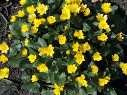 Attēlu rezultāti vaicājumam “Ranunculus brunnescens”