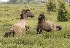 Afbeeldingsresultaat voor paarden