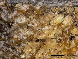 Attēlu rezultāti vaicājumam “Scapania apiculata”