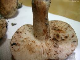 Attēlu rezultāti vaicājumam “Tricholoma sp.”