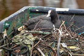 Attēlu rezultāti vaicājumam “Fulica atra nest”