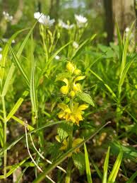 Attēlu rezultāti vaicājumam “Stellaria palustris flower”