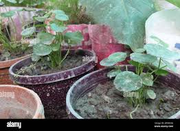 Attēlu rezultāti vaicājumam “Hydrocotyle vulgaris”