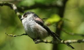 Attēlu rezultāti vaicājumam “Aegithalos caudatus adult”