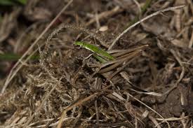 Attēlu rezultāti vaicājumam “Metrioptera brachyptera”