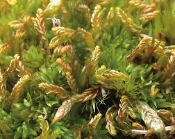 Attēlu rezultāti vaicājumam “Odontoschisma sphagni”